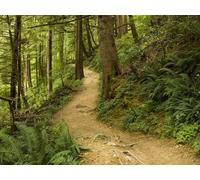 1500 Pezzi di Puzzle per Il Regalo di Giocattoli Educativi per Adolescenti - Sentiero alberi foreste 87x57cm