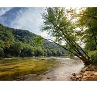 1500 Pezzi Jigsaw Puzzle,Adatto per la Decorazione di Natale - Alberi sulla riva del fiume 87x57cm
