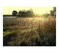 1500 Pezzi Puzzle Difficile, Sfida per Adulti-Campo,orecchie,alba 87x57cm