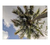 1500 Pezzi Puzzle Difficile, Sfida per Adulti-Palme,vista dal basso,rami,foglie,cielo 87x57cm