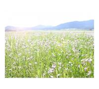 1500 Pezzi Puzzle Giochi Rilassamento e Intelligence-Fiori,campo,erba 87x57cm