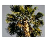 1500 Pezzi Puzzle,Idea Regalo per lei o lui-Rami,Cielo,Tronco,Vista dal basso 87x57cm