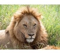 1500 Pezzi Puzzle per Bambini Decorazione Moderna per la casa - Museruola del predatore del leone 87x57cm
