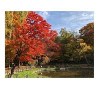 1500 Pezzi Puzzle per Gioco Familiare-Alberi,Lago,Autunno,Natura 87x57cm