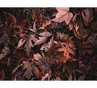1500 Pezzi Puzzle,Puzzle per Gioco Familiare - Foglie d'acero erba 87x57cm