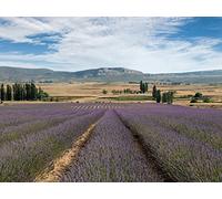 1500 Pezzi Puzzle,Regalo per Amore e Amico - Fiori di campo di lavanda 87x57cm