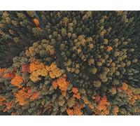 1500 Pezzi Puzzle,Regalo per Amore e Amico - foreste alberi vista dall'alto 87x57cm