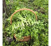 1500 pezzi Semi di fuoco biologico - semi decorativi di fuoco giardino resistenti all'inverno per il giardino,