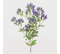 1500 Semi di erba medica (Medicago sativa) - SemiSelvaggio Permacultura