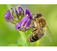 1500 Semi di erba medica - pianta da miele concime verde - semi contadini