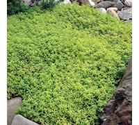 150pcs Felsen Wasser Sellerie Samen Nicht-gmo Natürliche Hohe Keimung Kresse Samen Outdoor Garten Yard Rasen Farm Park DeKaration Blüte Pflanzen Samen Verde