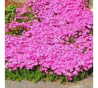 150pcs Felsen Wasser Sellerie Samen Nicht-gmo Natürliche Hohe Keimung Kresse Samen Outdoor Garten Yard Rasen Farm Park DeKaration Blüte Pflanzen Samen Rosa