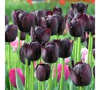 150pcs Tulpensamen Natürliche Hohe Keimung Bunte Tulpenblumen Samen esterno interno Garten Hof Dekorative Blüte Pflanzen Samen Viola scuro