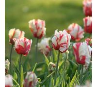 15bulbi di tulipano - autunnali resistenti il giardino bulbo per zone in