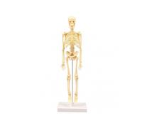 15pcs Skeleton Model Miniature Model Easy To Manipulate Human Skeleton Toy Kit For