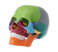 15Pezzi/Set Modello Anatomico Cranium Colorato Smontabile Didattico Medico 4D