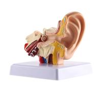 15X Umana Orecchio Anatomia Modello Professionale Desktop Interno Struttura