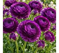 16 cormi di ranuncoli viola - fiori doppi per giardino, vasi e mazzi di | Fiori primaverili viola a strati per contenitori, giardinaggio, bouquet, matrimoni e composizioni di eventi speciali