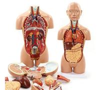 16-Parti Persone Intersessuali Modello Staccabile Anatomico del Busto Umano con Identificazione Digitale, Genitali Intercambiabili, Modello Anatomico del Busto Umano per Insegnamento in Classe
