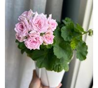 160 pezzi semi di geranio - semi da balcone, balcone di perenne resistenti che coprono il suolo, prato