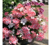 160 pezzi semi di geranio - semi da balcone balcone di perenne resistenti che coprono il suolo prato