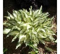 160 pezzi semi resistenti di hoste - decorazione verde semi esotici, per letti elevati in balconi per