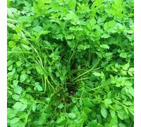 180 pezzi semi di fago biologico - semi da giardino per uomini, insalate di fago giardino