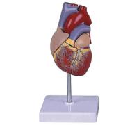 (1942) Modello del corpo umano di Learning Resources, strumenti dimostrativi per l'aula di scienze,