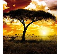1art1 Africa Poster Tramonto del Sole nella Savana, Acacia Stampa d'Arte 40x40 cm
