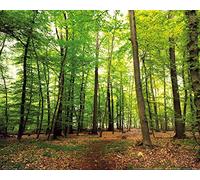 1art1 Boschi Poster Bosco del Silenzio Stampa 50x40 cm