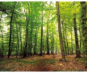1art1 Boschi Poster Bosco del Silenzio Stampa 50x40 cm