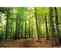 1art1 Boschi Poster XXL Bosco del Silenzio Stampa Geante 120x80 cm