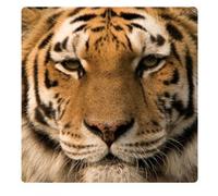 1art1 Grandi Felini Tigre Dell'Amur Sticker Adesivo 9x9 cm