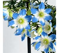 1bulbi di clematide - il giardino decorazioni per esterni rialzata interno