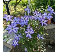 1bulbi di clematide - rialzata giardino per interno il adatto alla