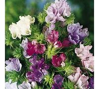 1g/200 Seeds of ViPERe Bugloss Mix: Package Contains Seeds