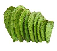 1kg Pale fico d'india fresche per cucinare commestibili nopal - O. ficus indica