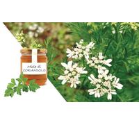 1kg semi di coriandolo Coriandrum sativum pianta annuale mellifera