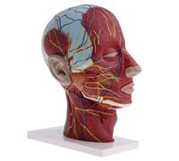 1pc 1:1 Testa umana Sagittale Modello di collo Anatomia Forniture per