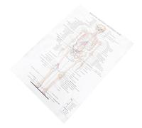 1pc Anatomical Poster Skeletal Anatomy Poster Anatomia umana Immagine Home Decor