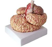 1pc Il Modello di Anatomia cerebrale Grande Corpo Umano arterie cerebrali