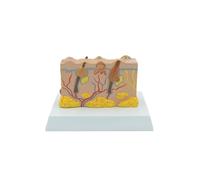 1pc Modello di anatomia patologica della pelle umana Bellezza Attrezzatura dimostrativa in plastica Risorse didattiche for la scienza medica