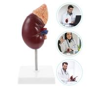 1pc rene con la ghiandola adrenale anatomico Teaching Display Labs