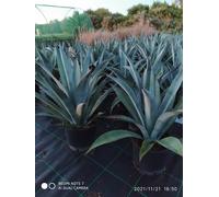 1Pianta Di Tekila ( Alta 130cm O Agave blù America100€