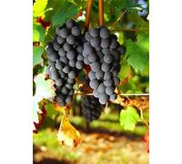 1pz Barbatella di vite innestata -UVA - Varietà Carmenere (1pz)