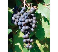 1pz Barbatella di vite innestata -UVA - Varietà Piedirosso (1pz)