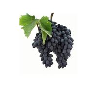 1pz Barbatella di vite innestata -UVA - Varietà Pizzutello Nero (1pz) - alt.20cm