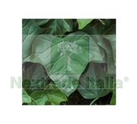 1PZ FOGLIE EDERA DI RICAMBIO PER SIEPE ARTIFICIALE PZ.20: