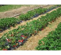 1PZ TELO PER PACCIAMATURA FORI SFALSATI DISTANZA FORI CM. 40 40 H. CM. 120 ROTO: