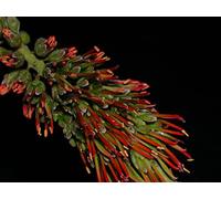 1raines Acrocarpus Fraxinifolius Pink Cedar Tree Seeds Seeds ONLY